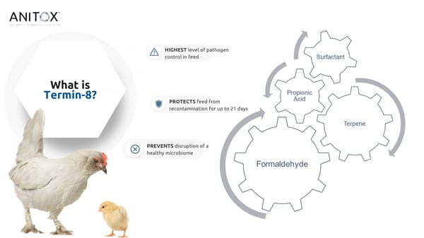 Termin-8 Presentation (Poultry) - Page 5
