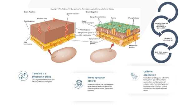Termin-8 Presentation (Poultry) - Page 6